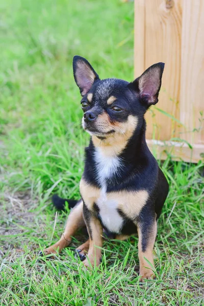 Portretul unui Chihuahua pe fundalul verdeții de vară — Fotografie, imagine de stoc