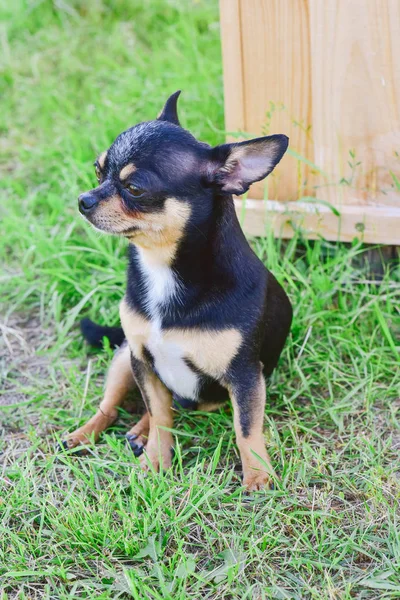 Chihuahua portréja a nyári növényzet hátterében — Stock Fotó