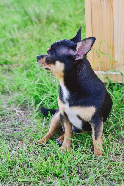 Ritratto di un Chihuahua sullo sfondo del verde estivo — Foto Stock