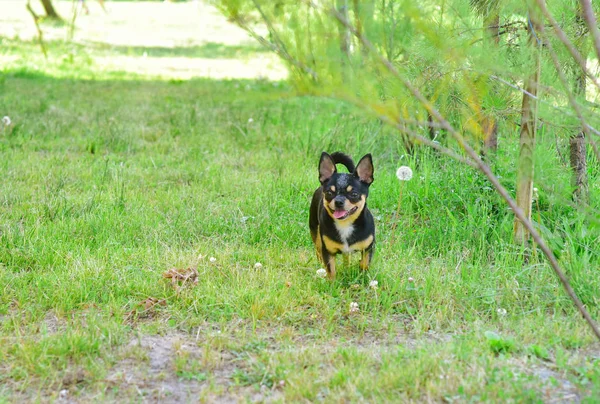 Porträtt av en Chihuahua på bakgrunden av sommargrönska — Stockfoto