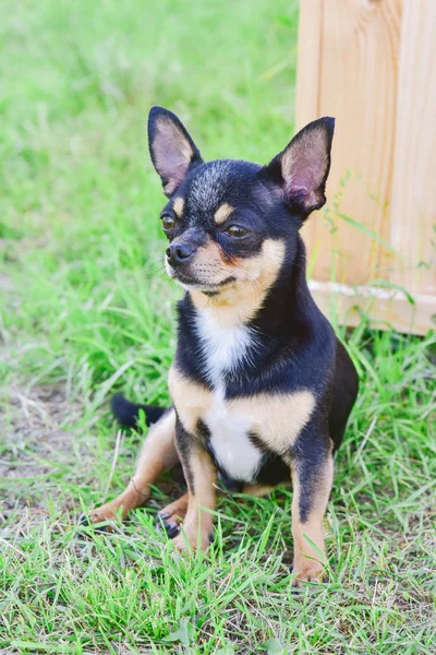 Portrét Chihuahua na pozadí letní zeleně — Stock fotografie