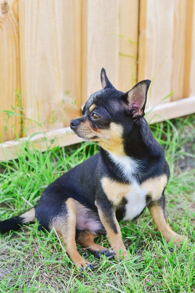 Portrait d'un Chihuahua sur fond de verdure estivale — Photo