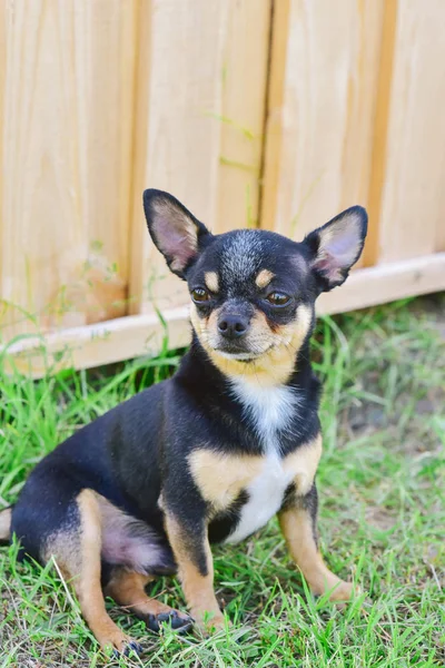 Retrato de un Chihuahua sobre el fondo de la vegetación de verano — Foto de Stock