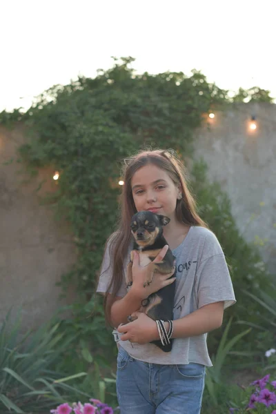 Portrait d'été d'une jeune femme sur la nature avec une race de chien Chihuahua . — Photo