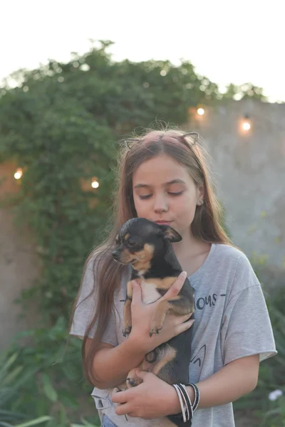 Portrait d'été d'une jeune femme sur la nature avec une race de chien Chihuahua . — Photo