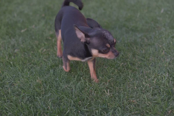 Egy kis fehér és barna Chihuahua kutyát fű. Kis kutya a nyári parkban. Szabadban történő séta-ból kicsi kutyuli. — Stock Fotó