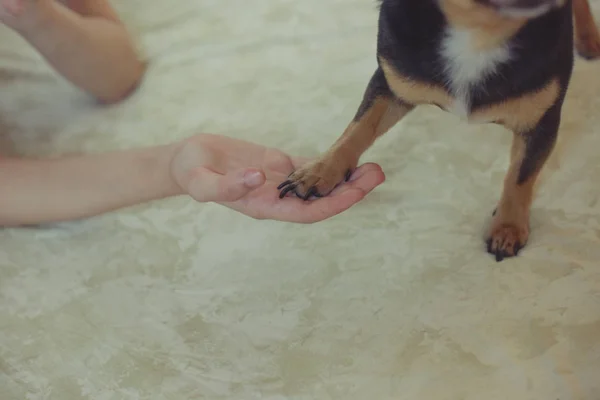 Hands of a little girl and chihuahua dog. Black-brown-white chihuahua. Dog is man\'s best friend.