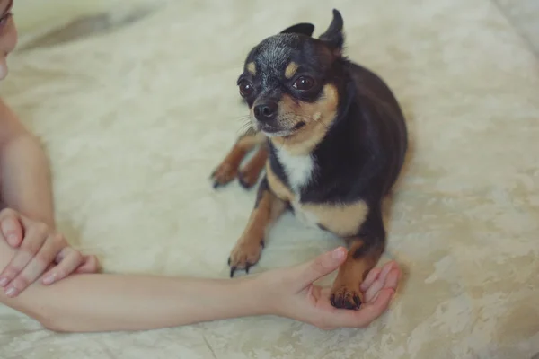 Hands of a little girl and chihuahua dog. Black-brown-white chihuahua. Dog is man\'s best friend.