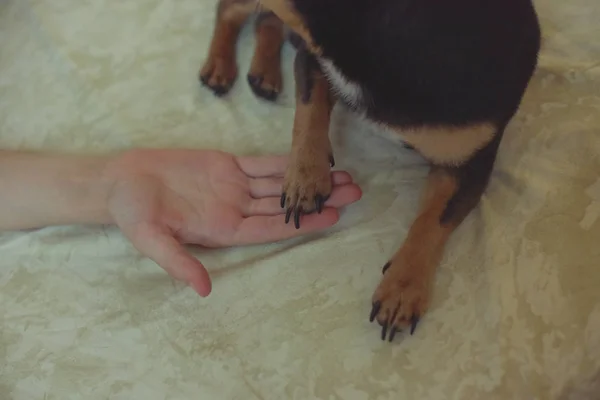 Hände eines kleinen Mädchens und eines Chihuahua-Hundes. schwarz-braun-weißer Chihuahua. Hund ist der beste Freund des Menschen. — Stockfoto