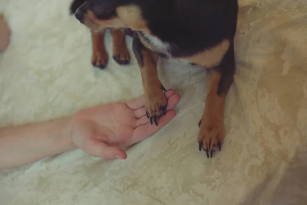 Händerna på en liten flicka och Chihuahua hund. Svart-brun-vit Chihuahua. Dog är människans bästa vän. — Stockfoto