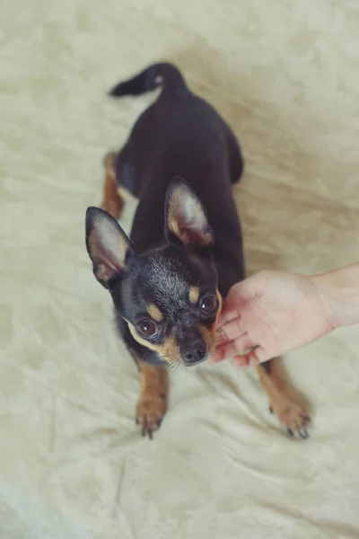 Hands of a little girl and chihuahua dog. Black-brown-white chihuahua. Dog is man\'s best friend.