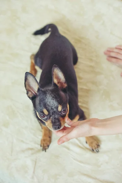 Manos de una niña y un perro chihuahua. Chihuahua negro-marrón-blanco. El perro es el mejor amigo del hombre . — Foto de Stock