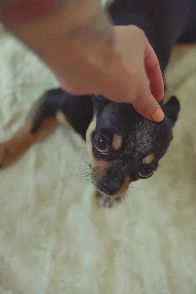 Chihuahua perro pequeño en las manos de la chica — Foto de Stock