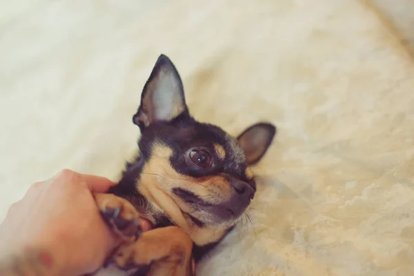Kleiner Hund Chihuahua in den Händen des Mädchens — Stockfoto