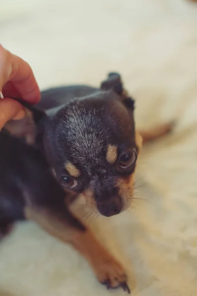Küçük köpek Chihuahua kız elleriyle — Stok fotoğraf