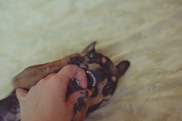 Small dog chihuahua in the girl's hands — Stock Photo, Image