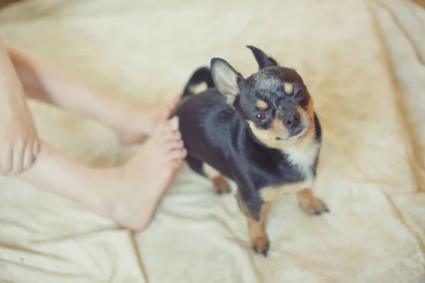 Pata de cachorro junto al pie del bebé — Foto de Stock