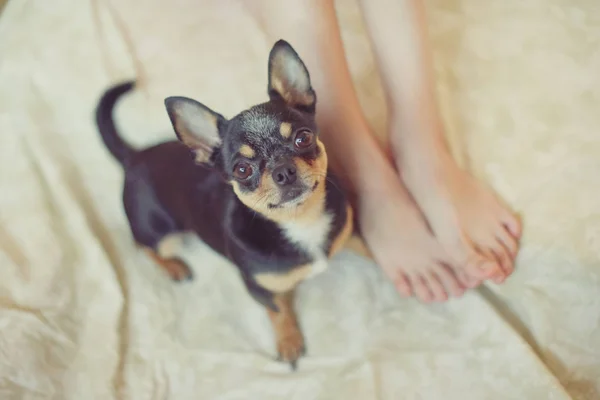 Zampa di cucciolo accanto al piede del bambino — Foto Stock