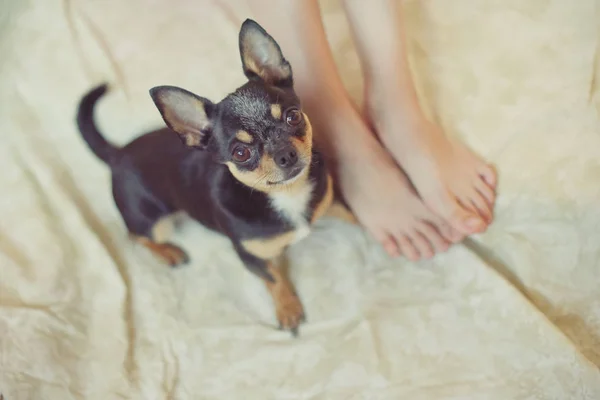 puppy paw next to baby foot