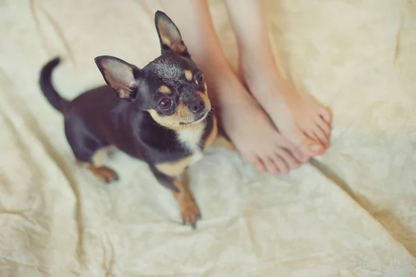 puppy paw next to baby foot