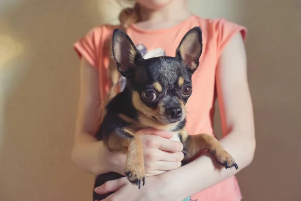 Hands of a little girl and chihuahua dog. Black-brown-white chihuahua. Dog is man\'s best friend.