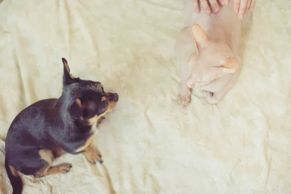 Chihuahua y la esfinge canadiense — Foto de Stock