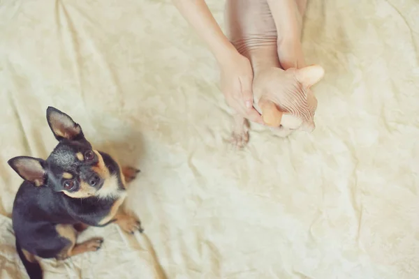 Chihuahua y la esfinge canadiense — Foto de Stock