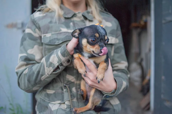 Mały pies Chihuahua w rękach dziewczynki. Pies Chihuahua w ramionach jego kochanki na tle wojskowych kurtki — Zdjęcie stockowe