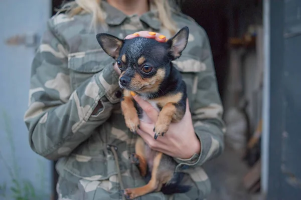 Liten hund Chihuahua i flickans händer. Chihuahua hund i armarna på sin älskarinna på bakgrunden av Militärjackor — Stockfoto