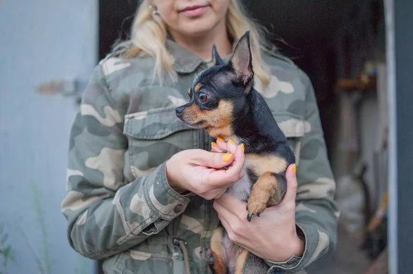 少女の手に小さな犬チワワ。軍のジャケットの背景に彼の愛人の腕のチワワ犬 — ストック写真
