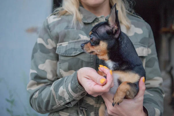 少女の手に小さな犬チワワ。軍のジャケットの背景に彼の愛人の腕のチワワ犬 — ストック写真