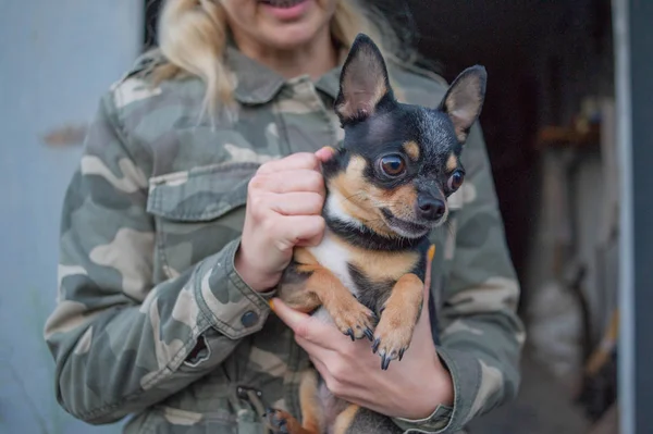 Liten hund Chihuahua i flickans händer. Chihuahua hund i armarna på sin älskarinna på bakgrunden av Militärjackor — Stockfoto