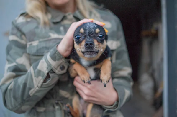 Liten hund Chihuahua i flickans händer. Chihuahua hund i armarna på sin älskarinna på bakgrunden av Militärjackor — Stockfoto