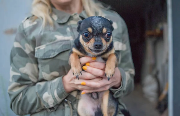 Liten hund Chihuahua i flickans händer. Chihuahua hund i armarna på sin älskarinna på bakgrunden av Militärjackor — Stockfoto