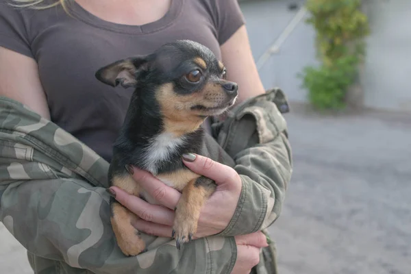 Liten hund Chihuahua i flickans händer. Chihuahua hund i armarna på sin älskarinna på bakgrunden av Militärjackor — Stockfoto