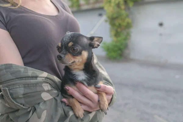 Liten hund Chihuahua i flickans händer. Chihuahua hund i armarna på sin älskarinna på bakgrunden av Militärjackor — Stockfoto