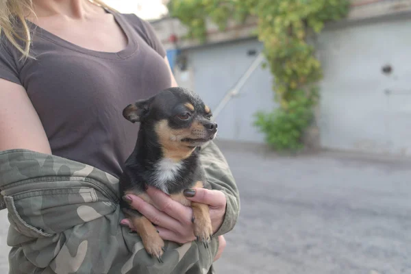 Liten hund Chihuahua i flickans händer. Chihuahua hund i armarna på sin älskarinna på bakgrunden av Militärjackor — Stockfoto