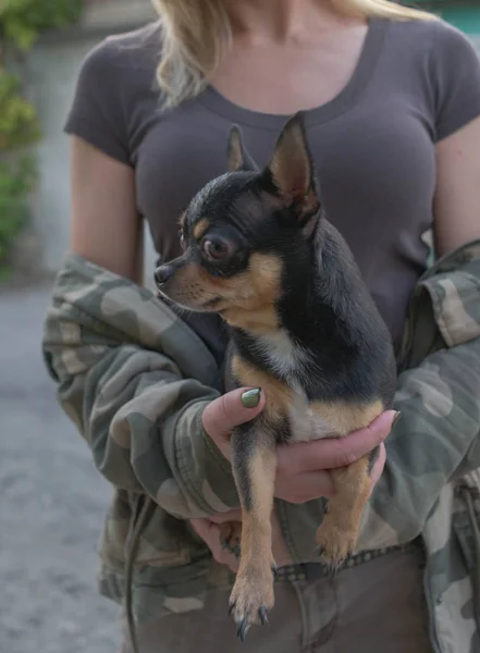 Liten hund Chihuahua i flickans händer. Chihuahua hund i armarna på sin älskarinna på bakgrunden av Militärjackor — Stockfoto