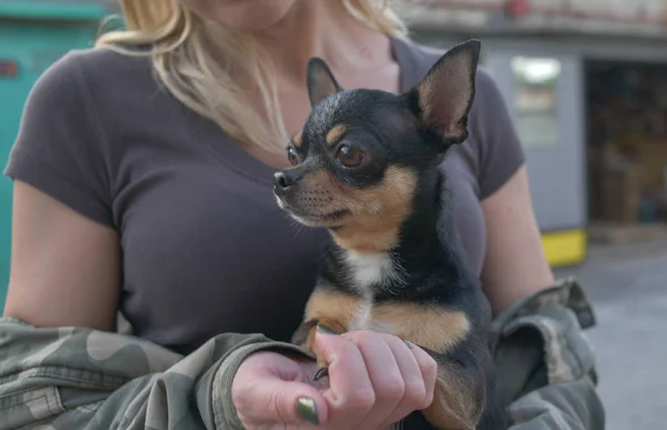 Liten hund Chihuahua i flickans händer. Chihuahua hund i armarna på sin älskarinna på bakgrunden av Militärjackor — Stockfoto