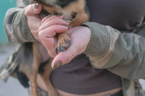 Liten hund Chihuahua i flickans händer. Chihuahua hund i armarna på sin älskarinna på bakgrunden av Militärjackor — Stockfoto