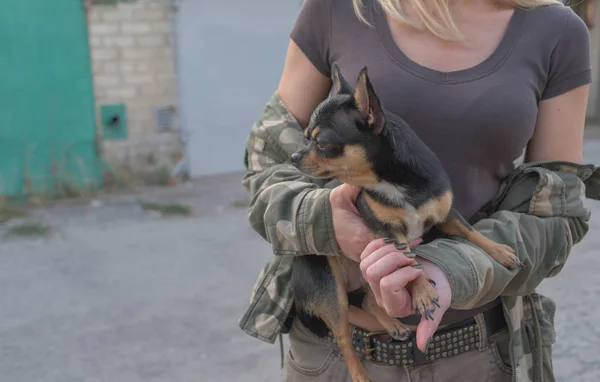 Mały pies Chihuahua w rękach dziewczynki. Pies Chihuahua w ramionach jego kochanki na tle wojskowych kurtki — Zdjęcie stockowe