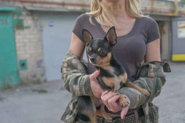 Маленькая собачья чихуахуа в руках девочки. Чихуахуа собака в объятиях своей любовницы на фоне военных курток — стоковое фото