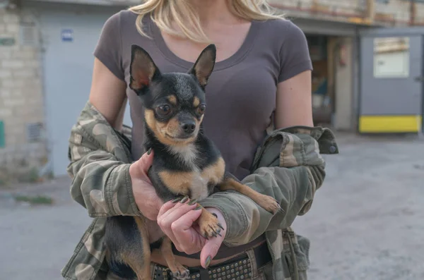 Liten hund Chihuahua i flickans händer. Chihuahua hund i armarna på sin älskarinna på bakgrunden av Militärjackor — Stockfoto