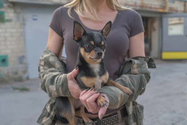 Маленькая собачья чихуахуа в руках девочки. Чихуахуа собака в объятиях своей любовницы на фоне военных курток — стоковое фото