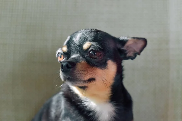 カフェの椅子に座っているチワワの子犬 — ストック写真