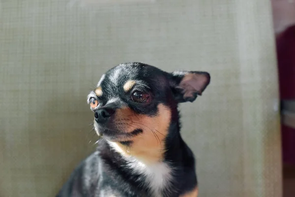 Chihuahua-Welpe sitzt auf Stuhl in Café — Stockfoto