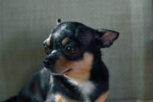 Chihuahua köpek bir kafede sandalyede oturan — Stok fotoğraf