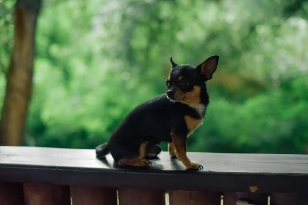 Roter Chihuahua-Hund liegt auf Fensterbank am Fenster und blickt in die Ferne. — Stockfoto