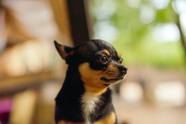 Pies chihuahua czerwony leży na parapecie przy oknie i wygląda na odległość. — Zdjęcie stockowe