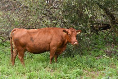Çayırda. Kırsal kompozisyon. Çayırda otlayan inekler